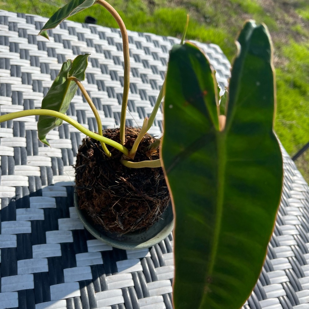 Kokedama Billitae Plant